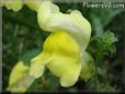 yellow snap dragon flower