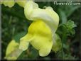 yellow snap dragon flower