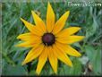 black eyed susan daisy flower