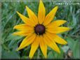 black eyed susan daisy flower