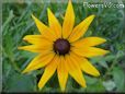 black eyed susan daisy flower