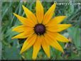 black eyed susan daisy flower