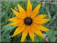 black eyed susan daisy flower