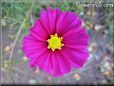 purple cosmos flower