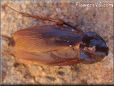 cockroach