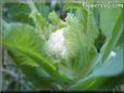 cauliflower