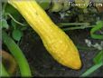 squash