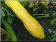squash