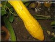 squash