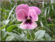 pink black pansy flower