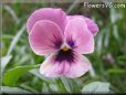 pink black pansy flower