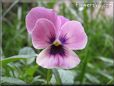 pink black pansy flower