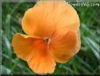 orange pansy flower