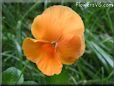 orange pansy flower