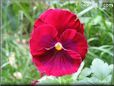 red maroon flower