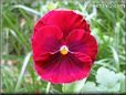 red maroon flower