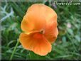 orange pansy flower