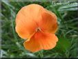 orange pansy flower