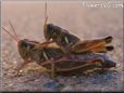 grasshoppers