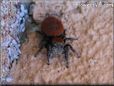 red backed jumping spider