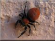 red backed jumping spider