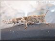 grasshopper