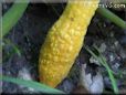 yellow squash