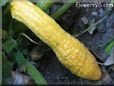 yellow squash