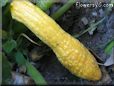 yellow squash