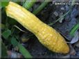 yellow squash