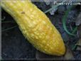 yellow squash