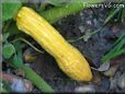 yellow squash