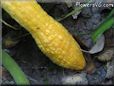 yellow squash