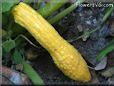 yellow squash