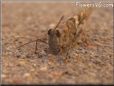 gray brown grasshopper