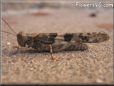 gray brown grasshopper