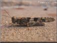 gray brown grasshopper