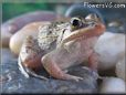 leopard frog