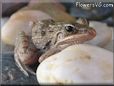 leopard frog