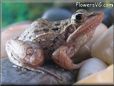 leopard frog