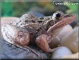 leopard frog
