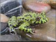 fire belly toad