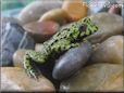 fire belly toad