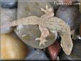 gecko