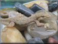gecko