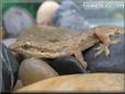 gecko