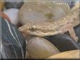 gecko