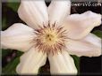 white clematis