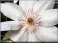 picture of clematis