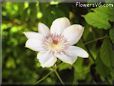 white clematis gardene